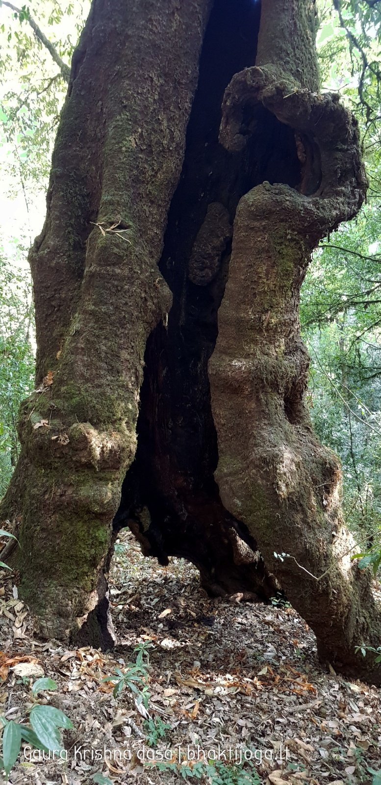  Trees. Shivapuri mountain. Kathmandu. 2019.01.15